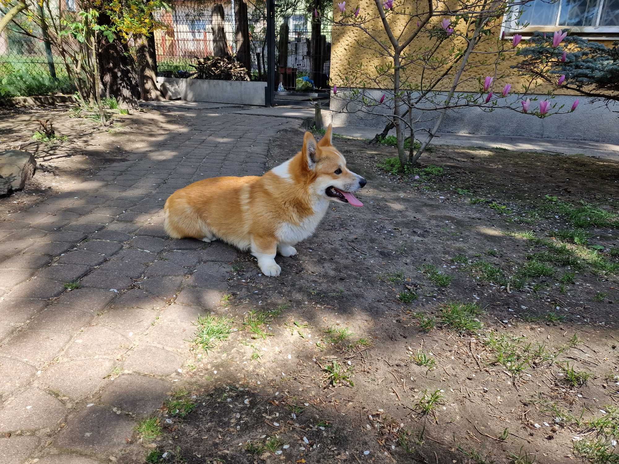 Welsh Corgi Pembroke Naturalny Bobtail