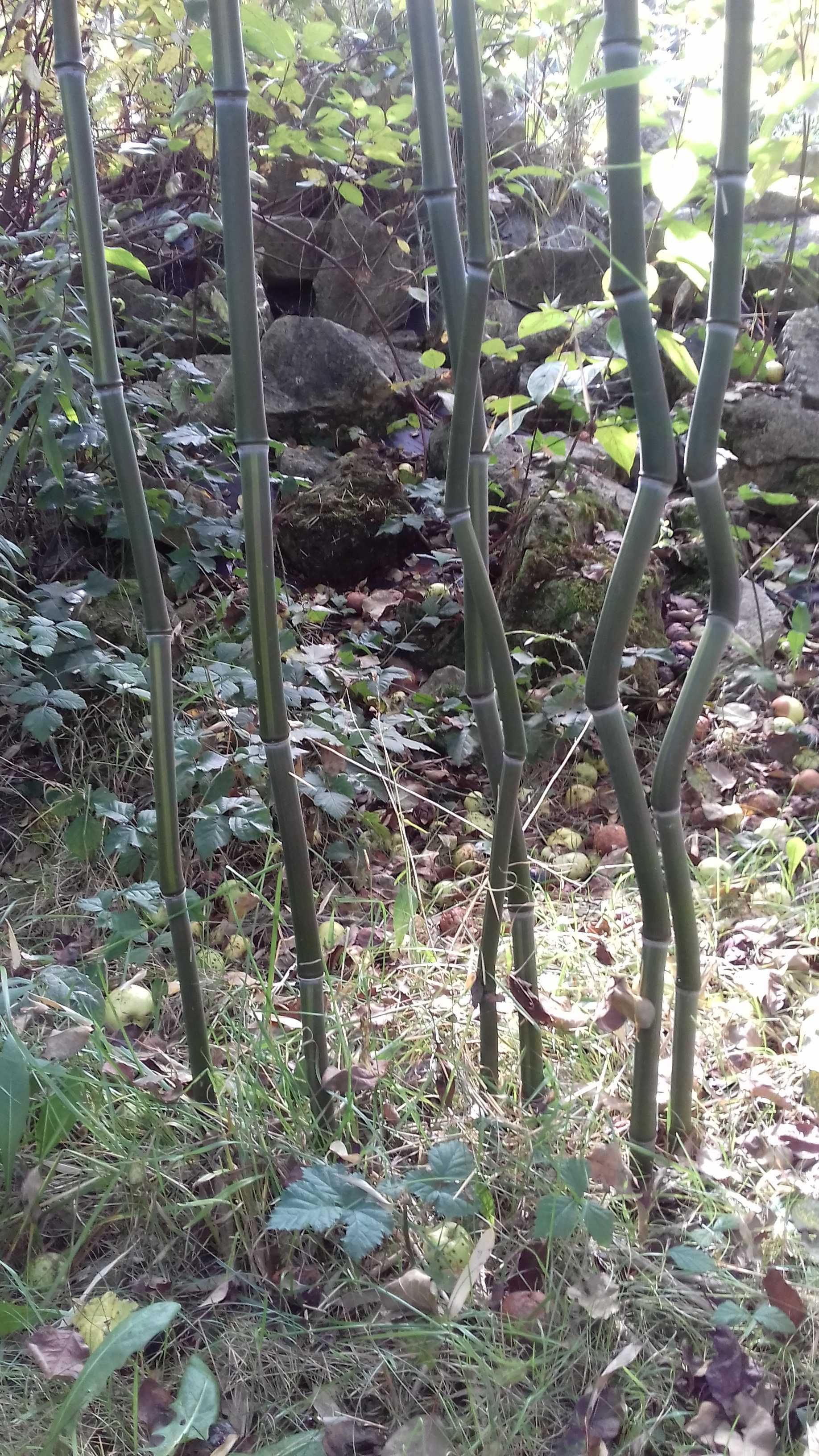 BAMBUS drzewiasty zimozielony mrozoodp. (Phyllostachys) szybkorosnący