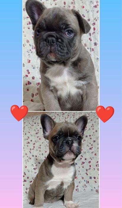 Чудові міні дівчинка та два хлопчика французик