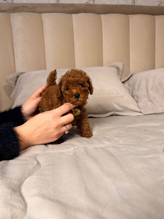 Pudel TeaCup Toy RED brown CHINESE LINE dziewczynka