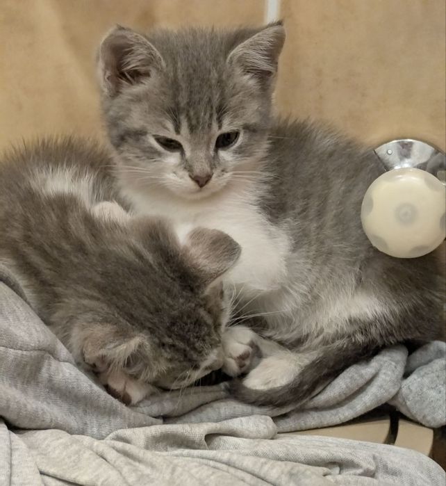 Кошенята від британки