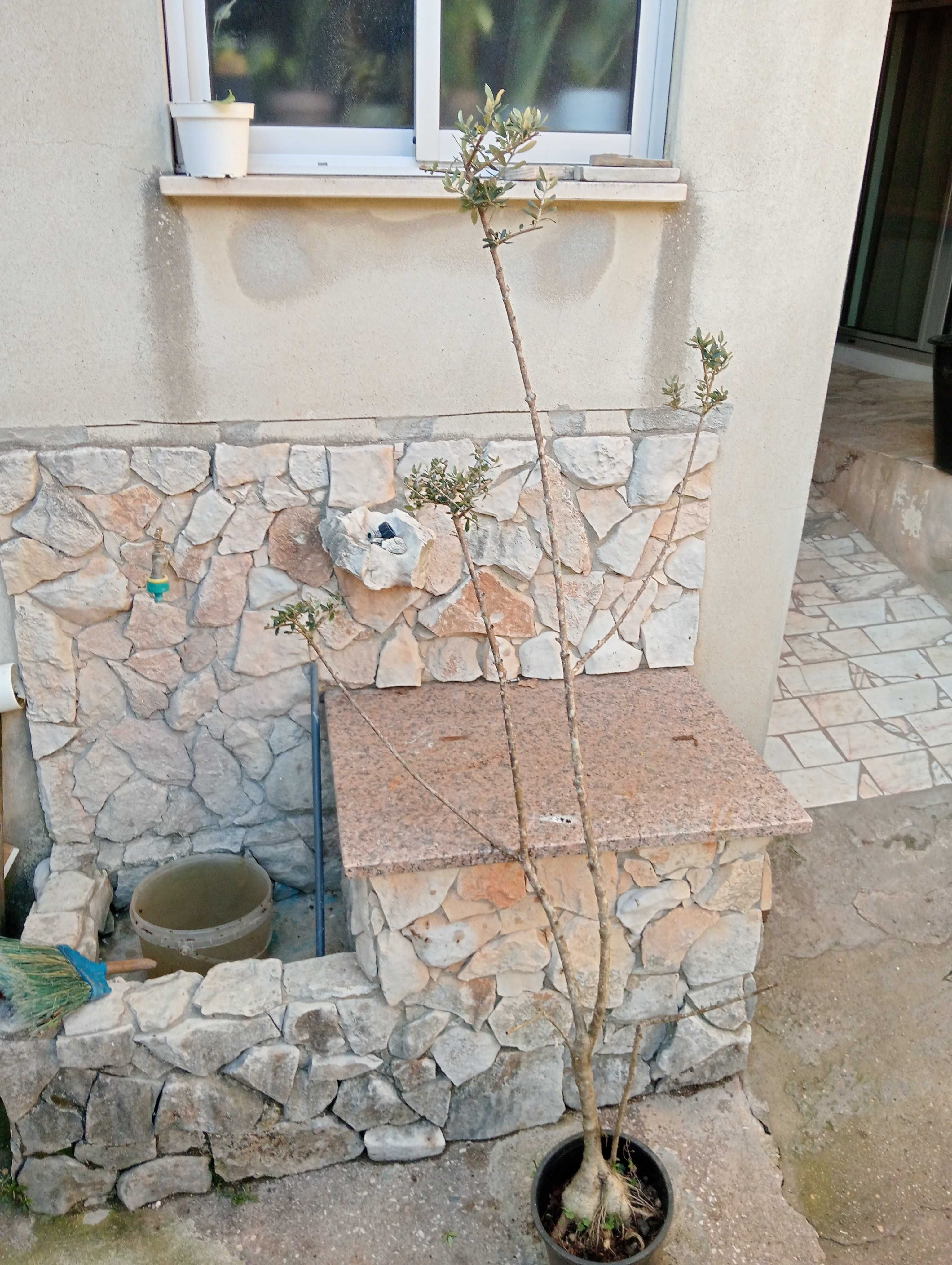 Oliveiras de jardim