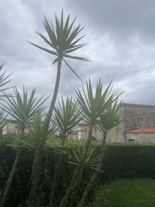 Planta Yuca para venda