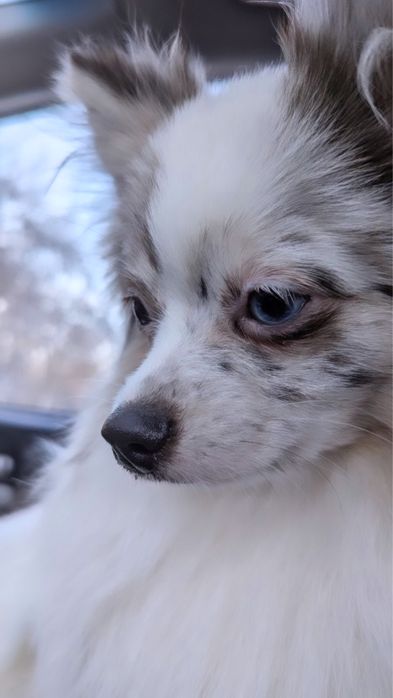 Голубоглазый шпиц. Патикрлор. Мерль. Докумнты