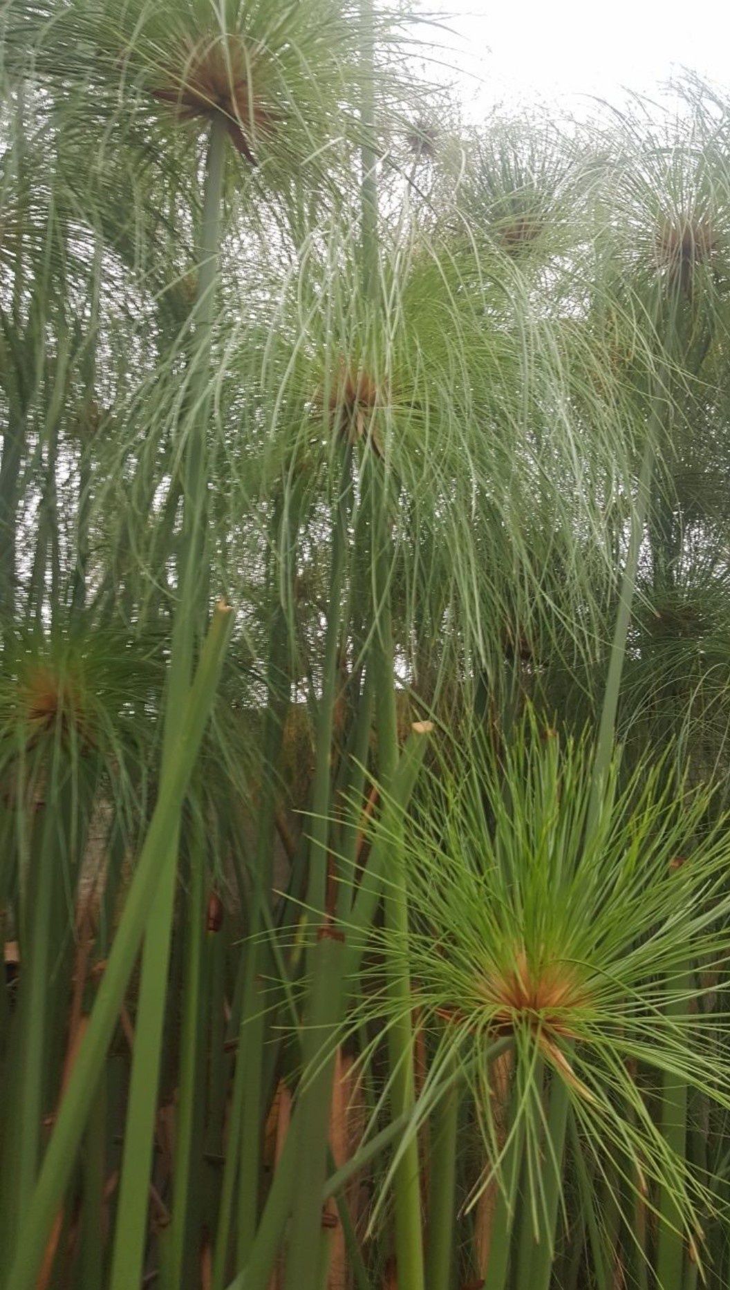 Pés de papiro ou vassourinhas lagos ou jardins