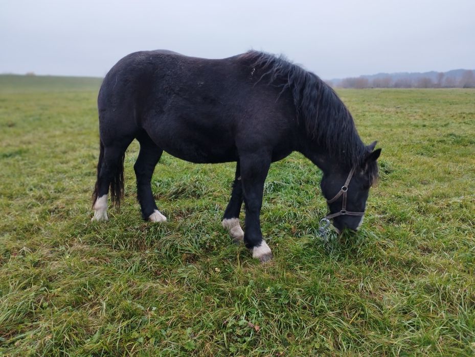 Klacz zimnokrwista sztumska kara malowana