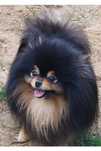 Pomeranian szpic miniaturowy Zkwp Fci