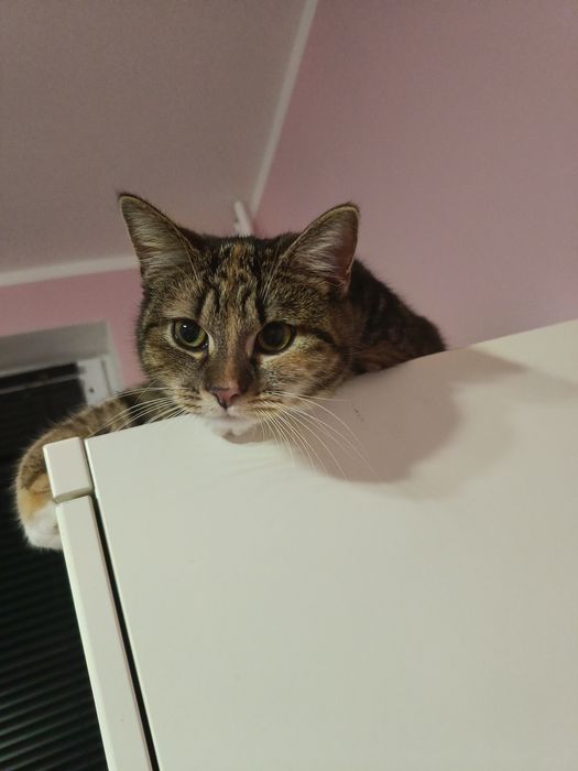 Oddam kotkę 2 letnią.