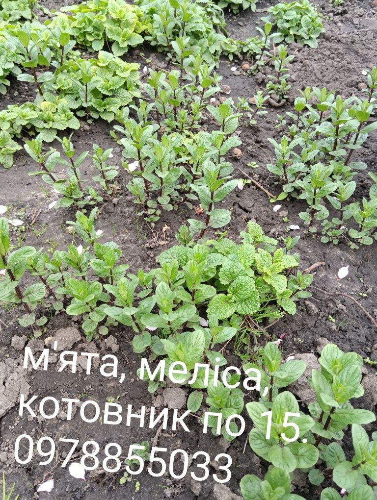 Шавлія лікарська запашна. Шалфей. Лікарські рослини
