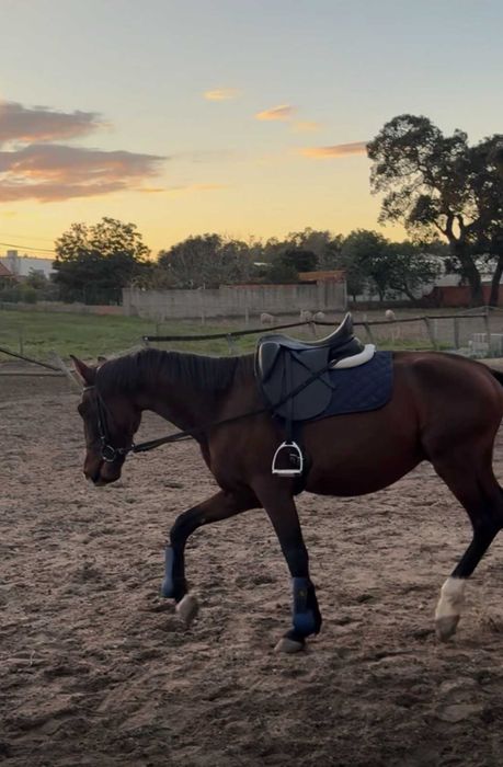 Cavalo cruzado 6 anos Muito meigo (BAIXA DE PREÇO) 2000€