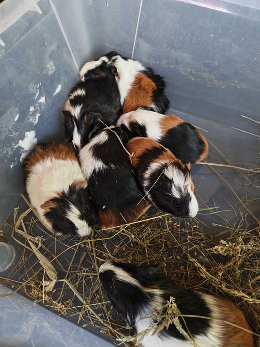 Sprzedam świnki morskie tanio. tel pięć 0 trzy cztery 6 pięć cztery 88