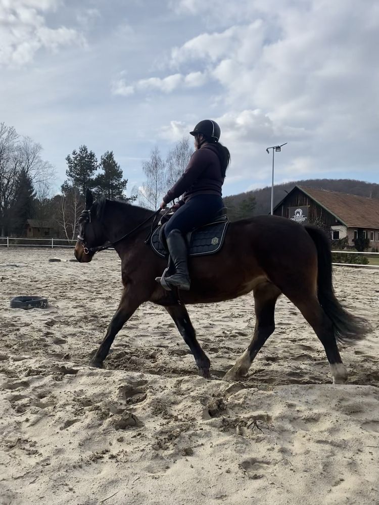 Pilnie Sprzedam Klacz 12 lat