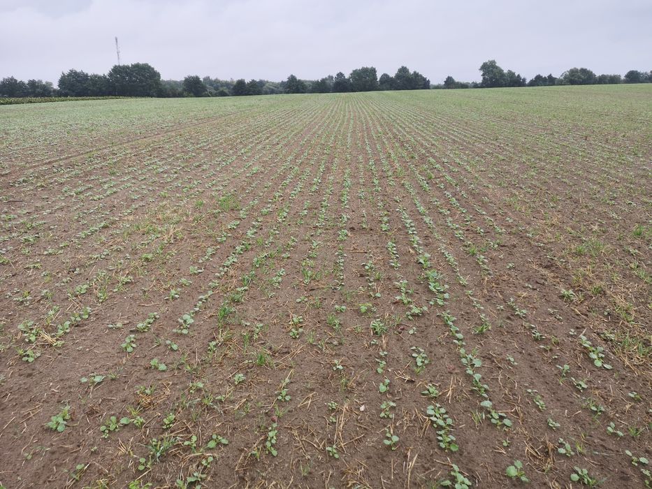 Siew zbóż  pasowy Strip-Till horsch FOCUS