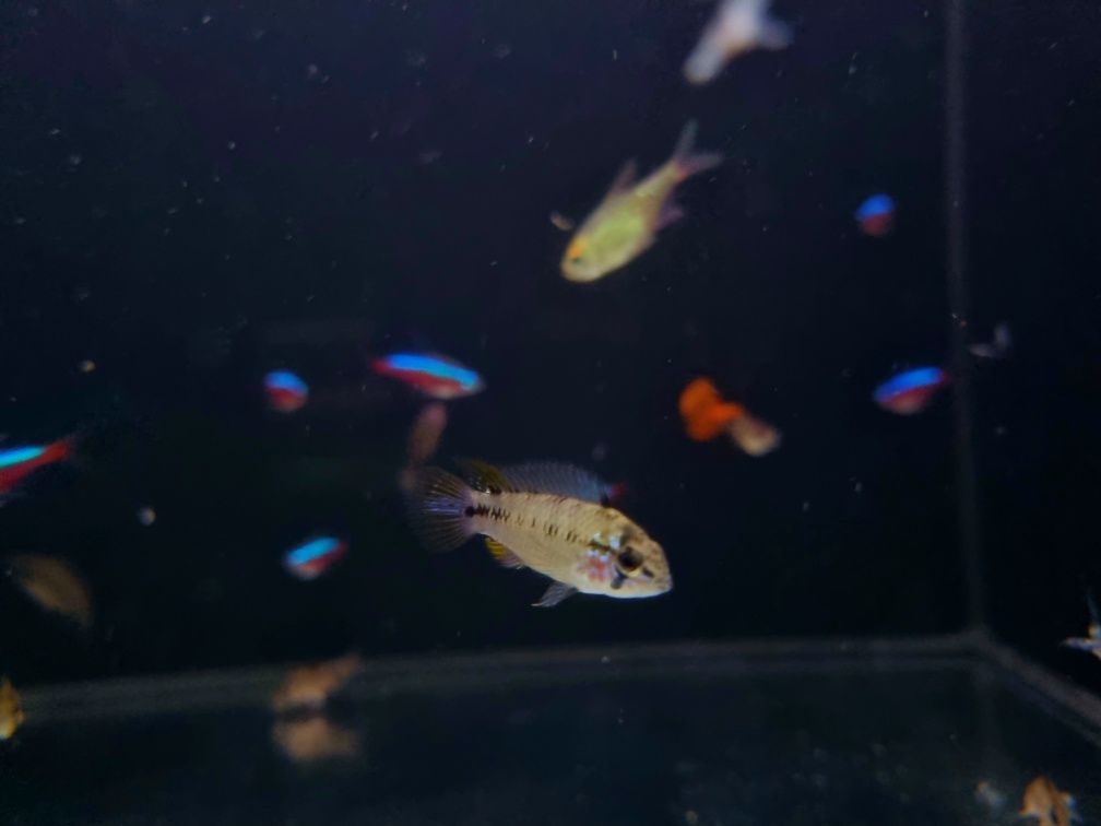 Pielęgniczka boreli opal