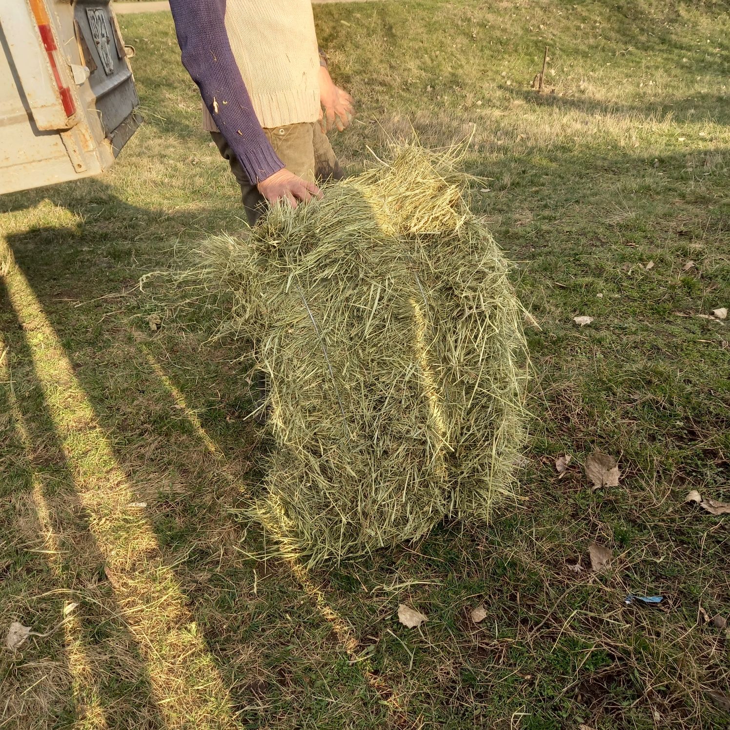 Сіно лугове продам