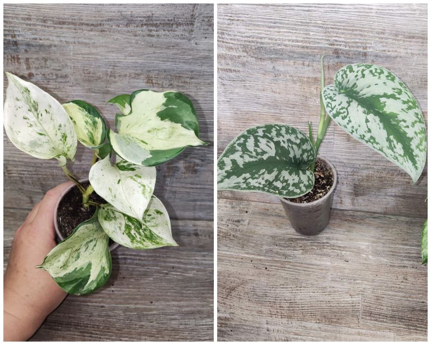 Пропонуємо Епіпремніум Epipremnum, сциндапсус, тропічна ліана.