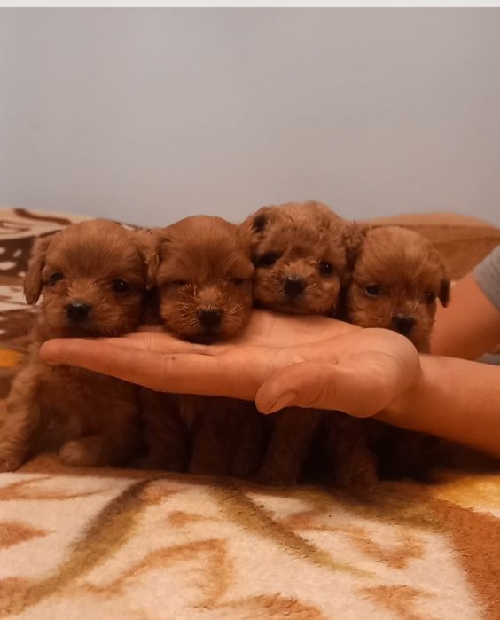 Щенки мальтпушки.