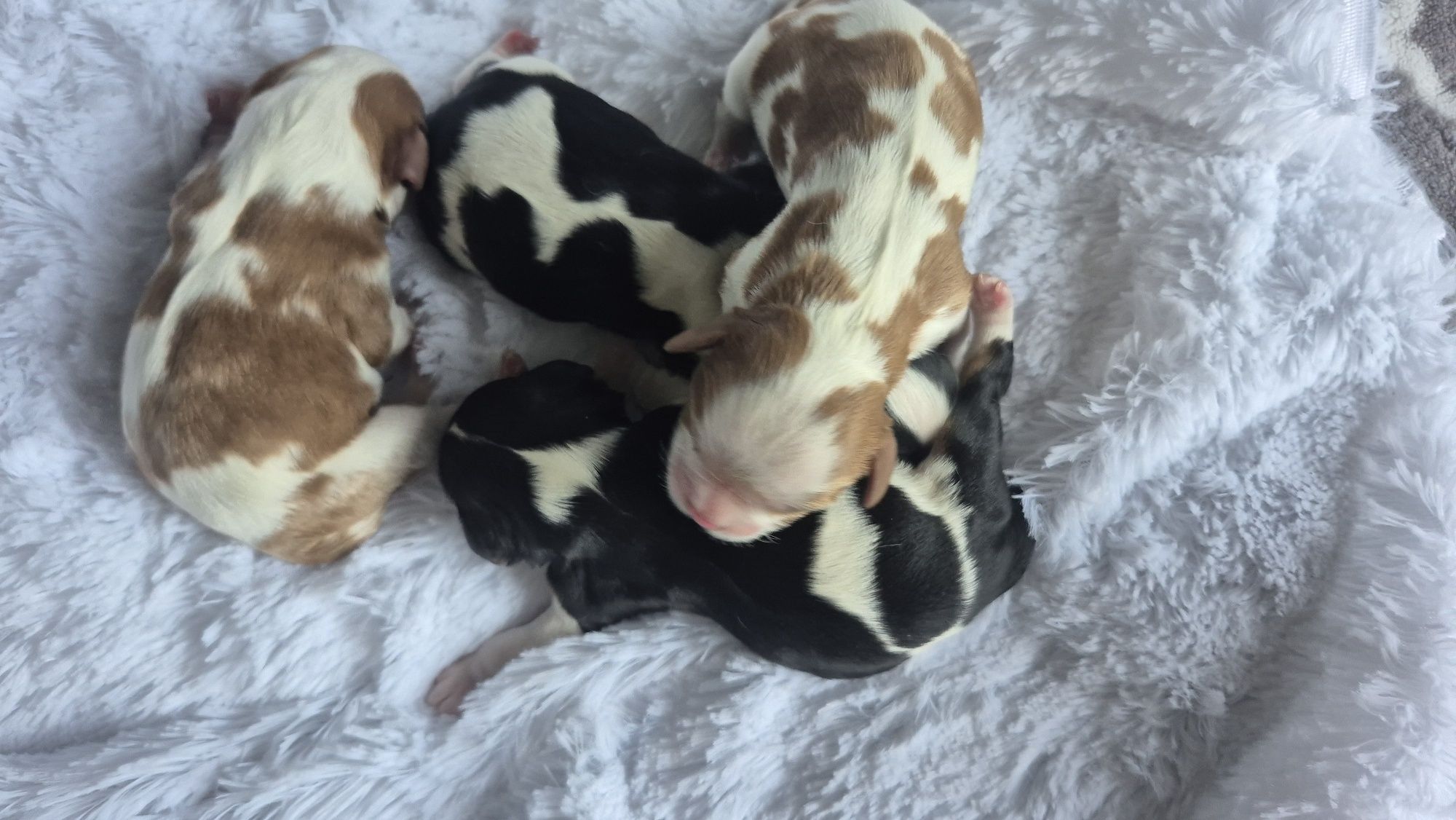 Sunia Cavalier King Charles Spaniel badania genetyczne