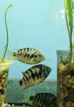 Pielegniczki Zebra, ryby akwariowe