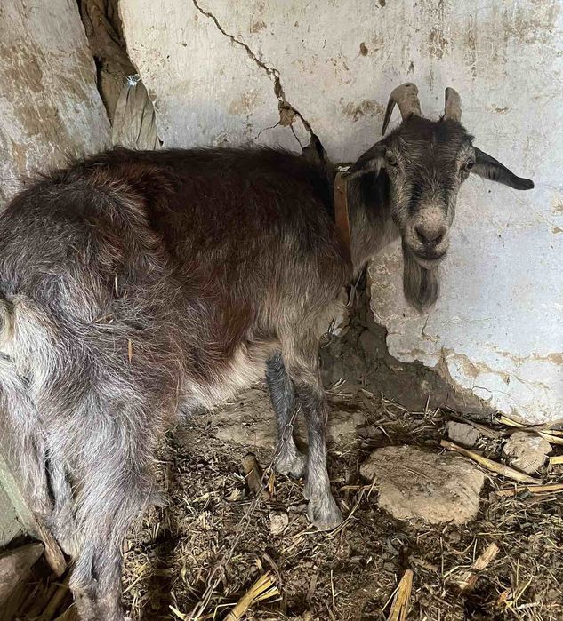 Продам 3 кози, 1 цапа