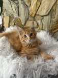Maine Coon rudy kocurek