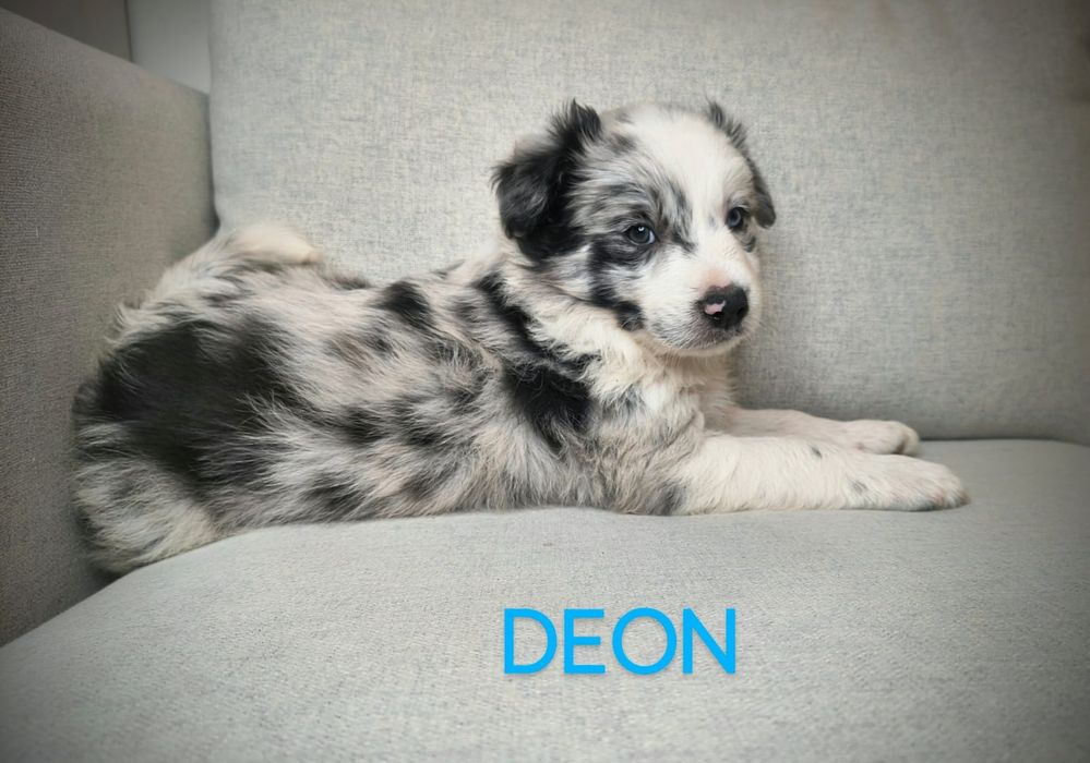 Border Collie Piesek  Blue Merle  Badania