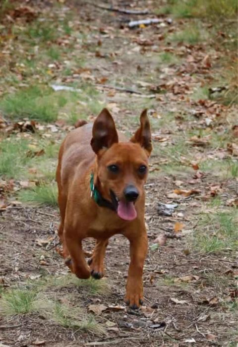 Maluch Staszek do adopcji 2 latka