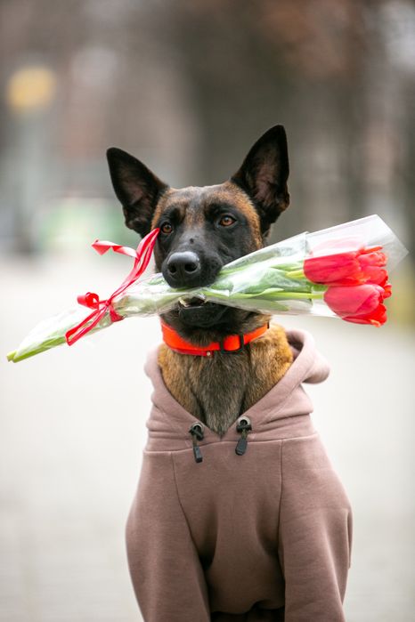 Дресирування собак ( кінолог , хендлер)