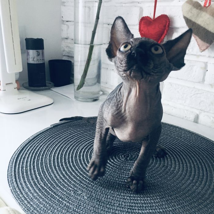 Канадский сфинкс, сфінкс,Canadian Sphynx, naked cats ,