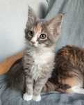 Koteczka Maine Coon