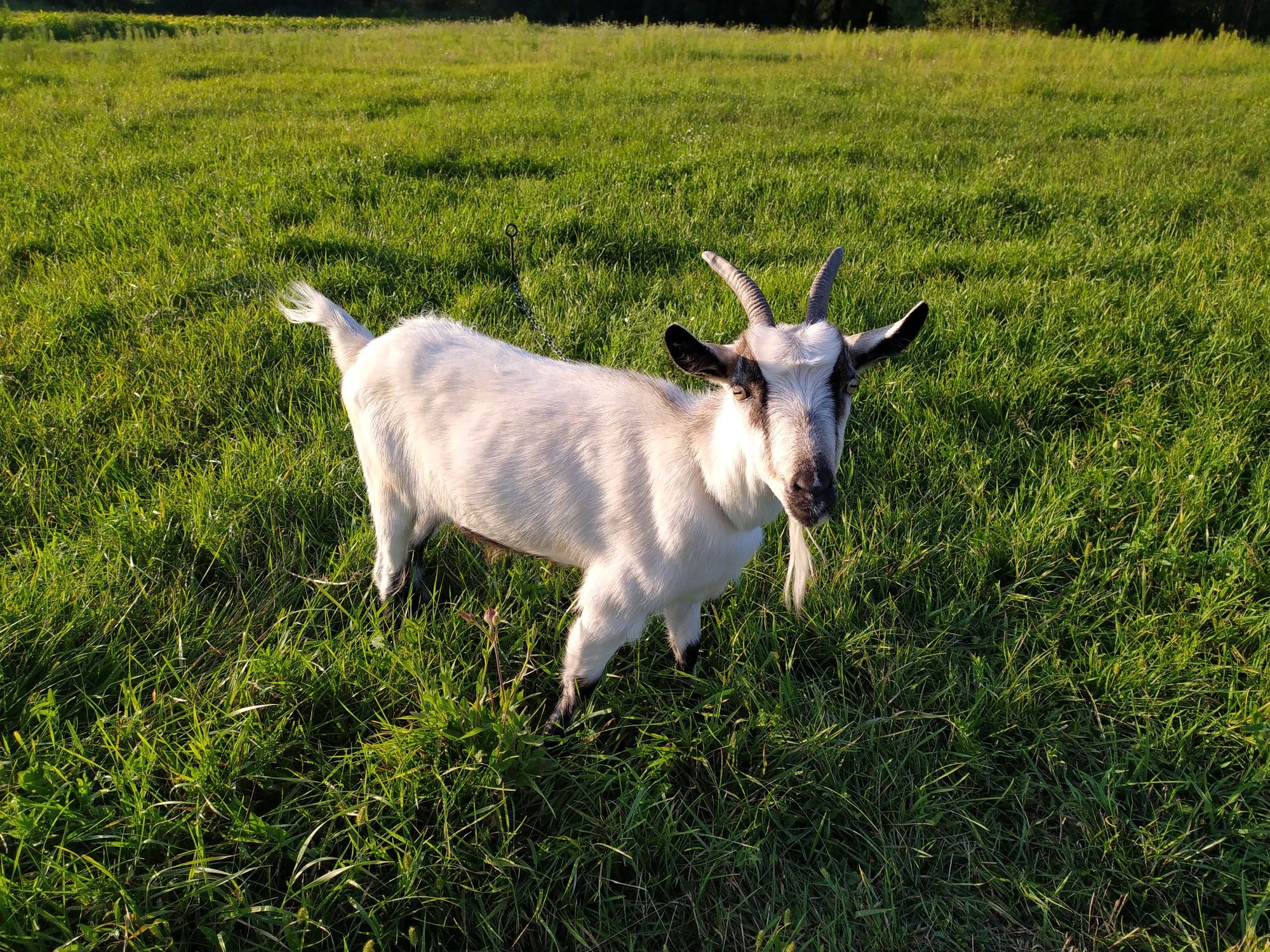 Молода коза/кізка ( 2,5 роки).Продамо.