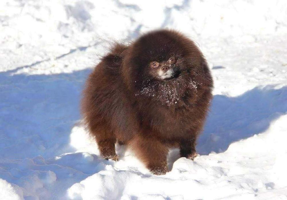 Вязка Померанский шпиц кобель шоколадного окраса 22 см, американские к