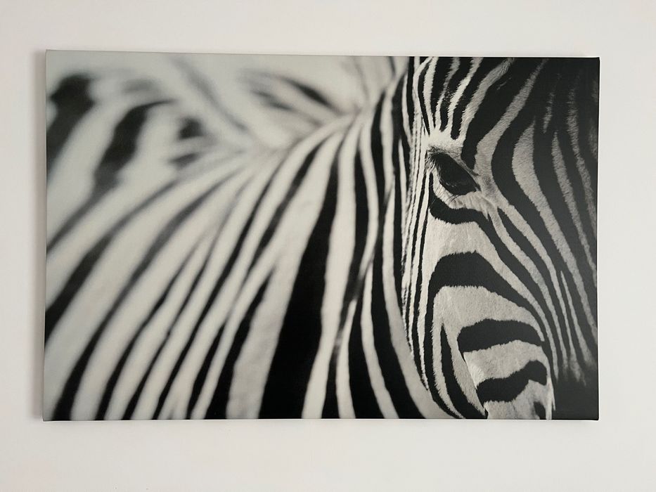 Dwa obrazy z motywem zebry, druk na płótnie, IKEA