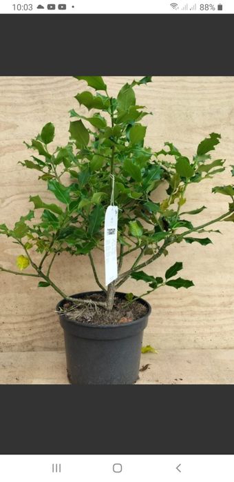 Vendo abacateiro hass azevinho e palmeira