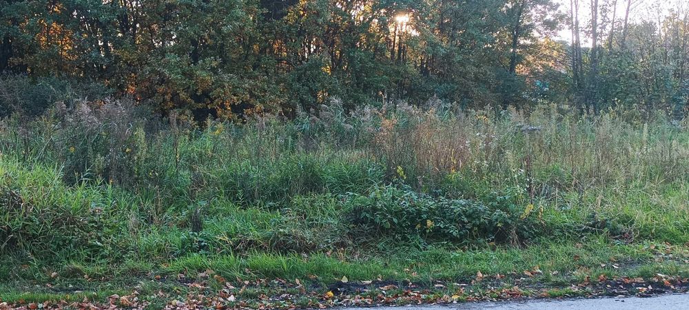 Działka budowlana z widokiem na las Dąbrowa Szlachecka 8 a
