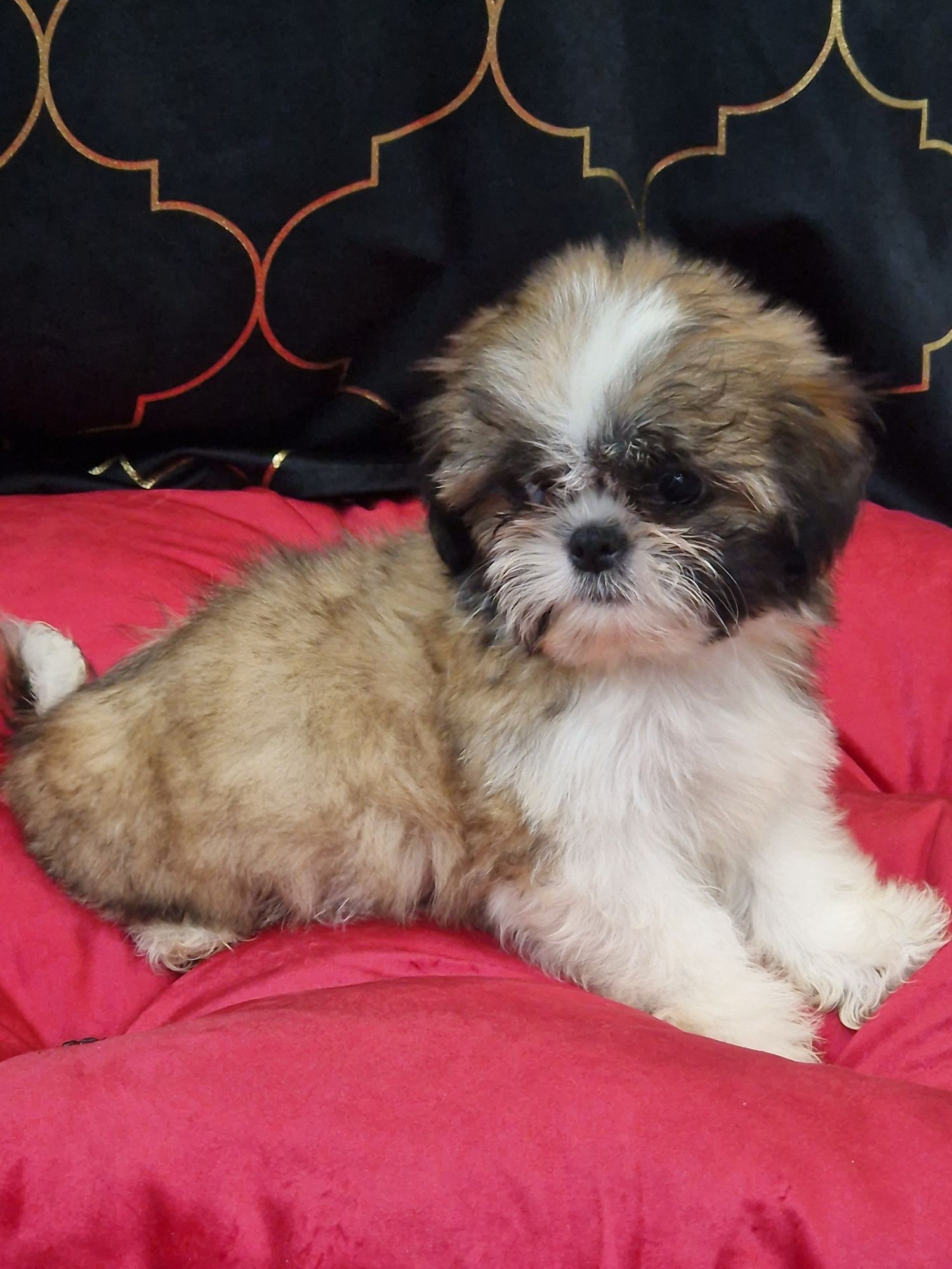 Sprzedam pieska Shih tzu