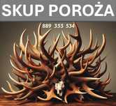 Skup parostków koziołków rogów poroża rogi poroże jelenia daniela
