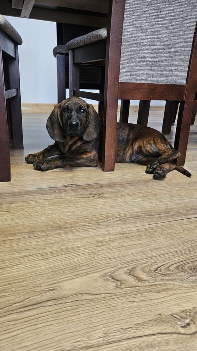 Pieski szczeniaki posokowiec hanowerski , jak Gończy Polski,bawarski