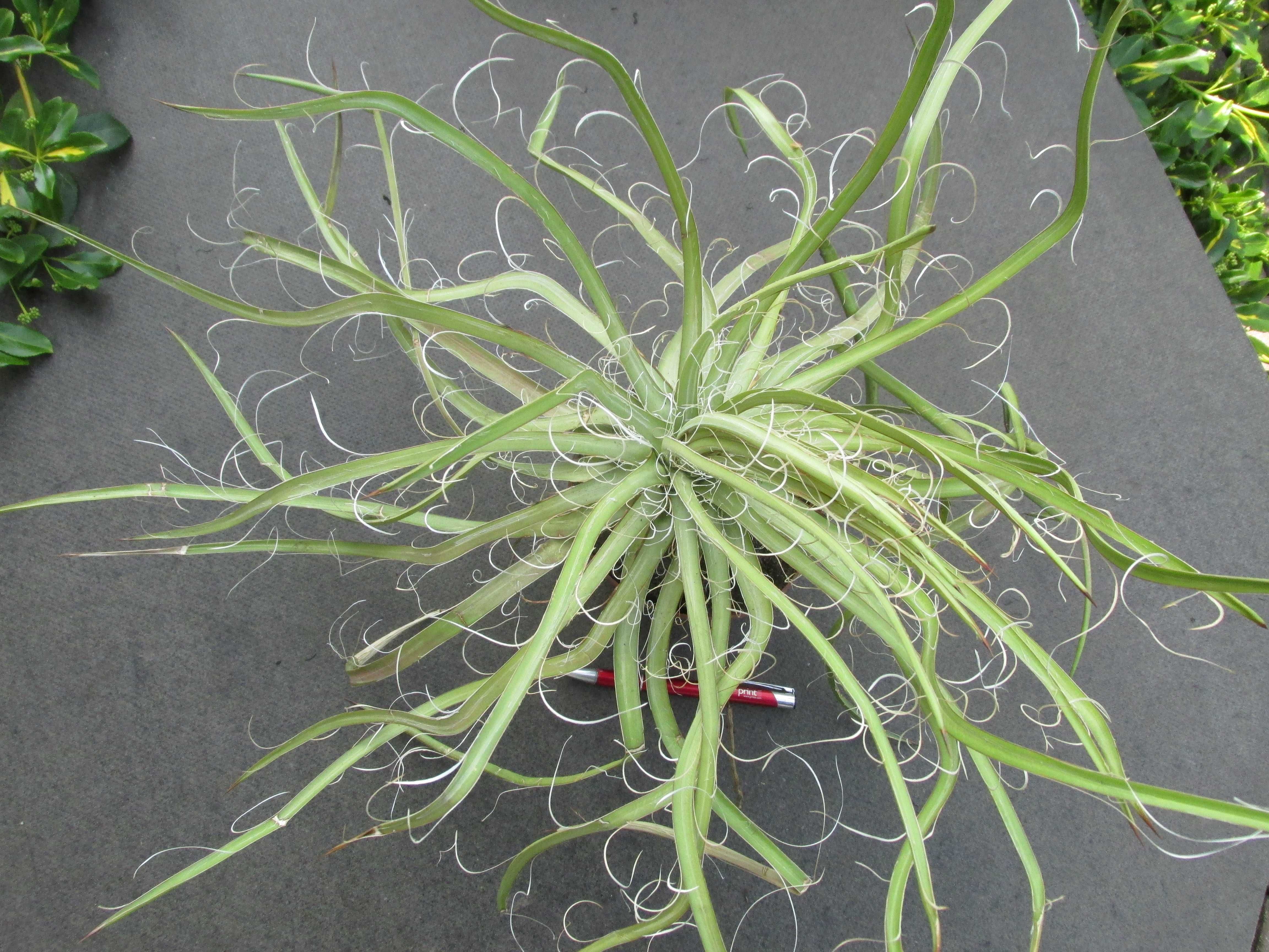 Kolekcjonerska ponad 10-letnia agawa - agave x leopoldii