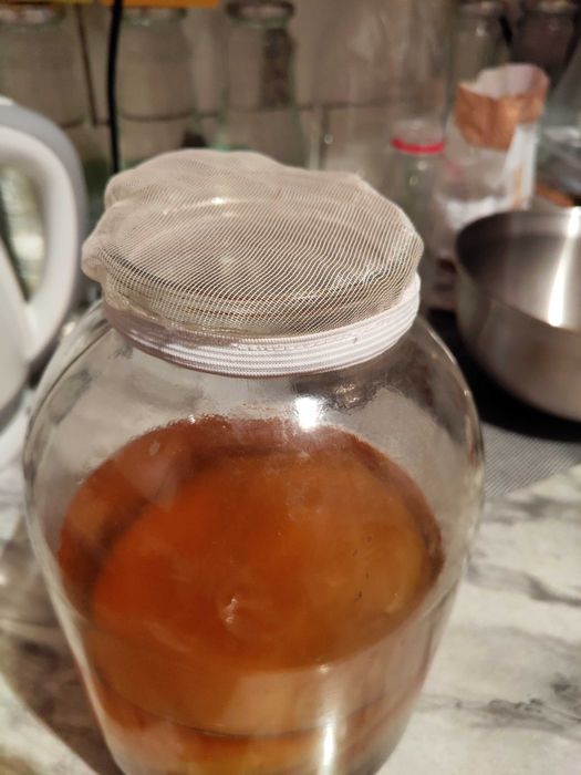 Комбуча Чайный гриб (на листьях садовых и плодовых).