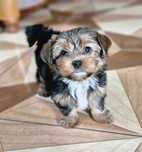 York pies Yorkshire Terrier zdrowy szczepiony odrobaczany do odbioru