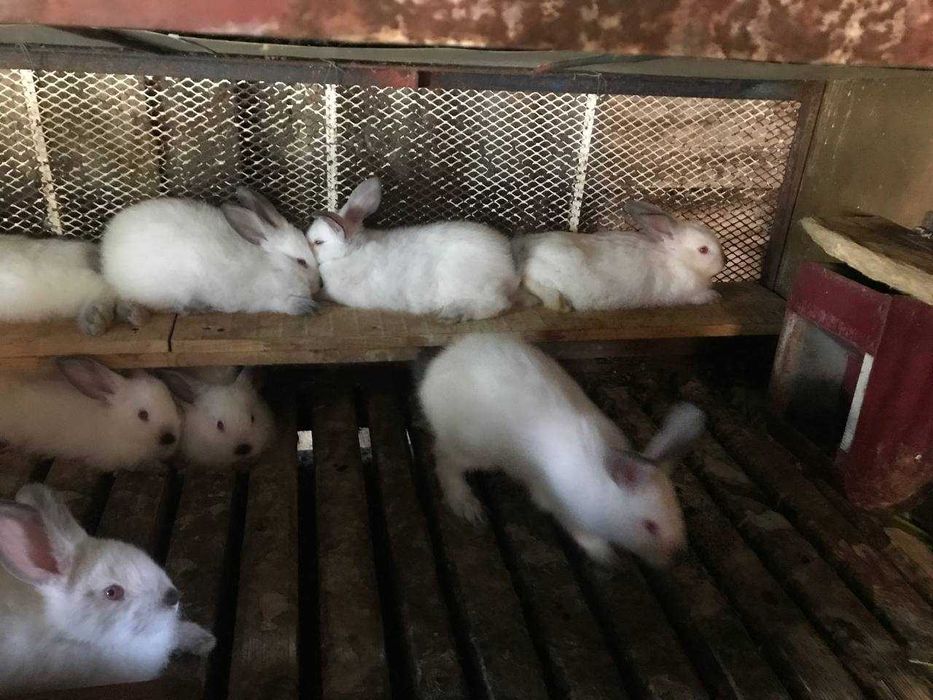 Кролики, Каліфорнія