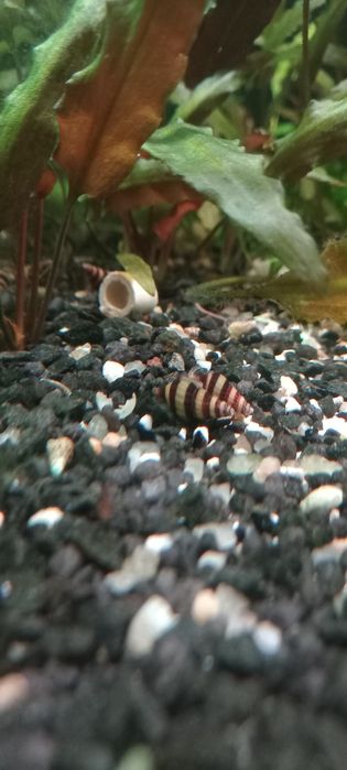 Caracol Helena assassino