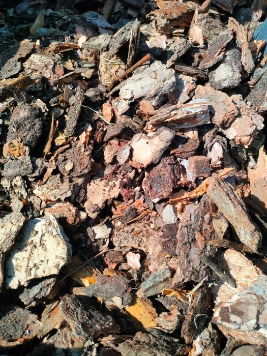 Kora sosnowa z transportem