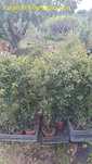 EUGENIA MYRTIFOLIA