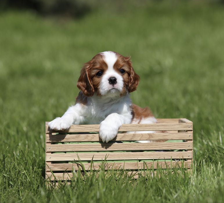 Кавалер кінг чарльз спаніель