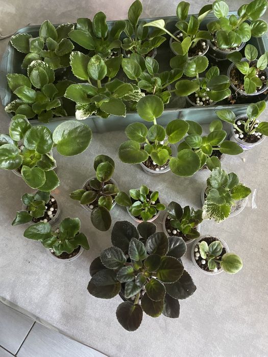 Сортові фіалки