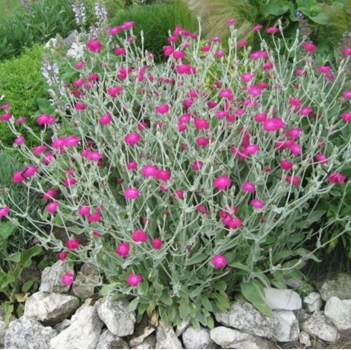 Firletka sadzonka.