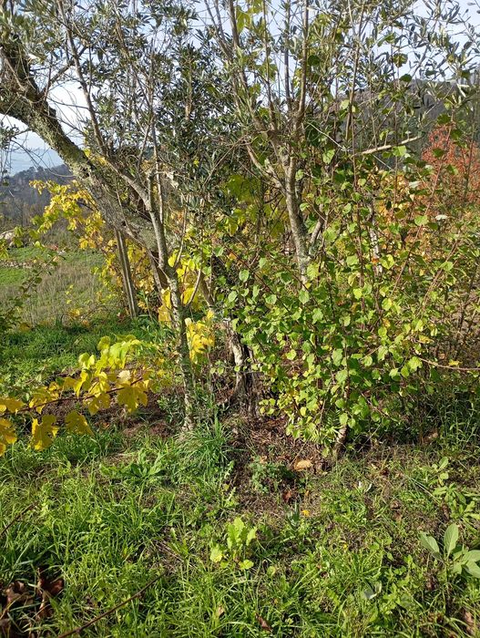 Oliveiras para jardim