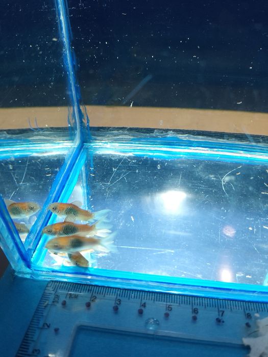 Коридорас Венесуэла Оранж